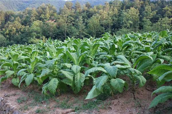 鎮(zhèn)安縣鐵廠鎮(zhèn):&ldquo;凈環(huán)境、美院落、富口袋&rdquo; 全力推進秦嶺山水鄉(xiāng)村建設(shè)